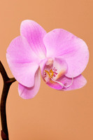 Orchid