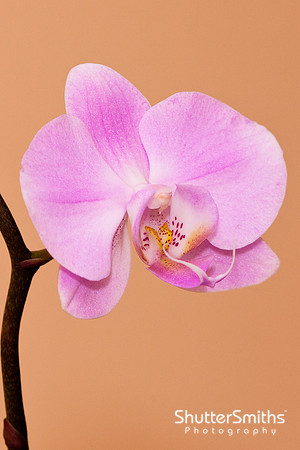 Orchid