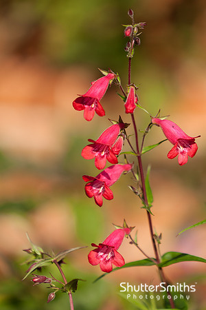 Penstemon 'Flame'