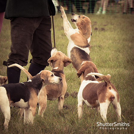 Hampshire Country Sports Day-8117