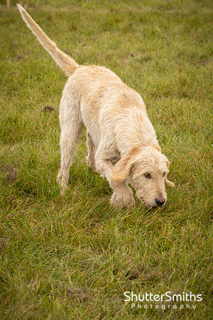 Hampshire Country Sports Day-8140