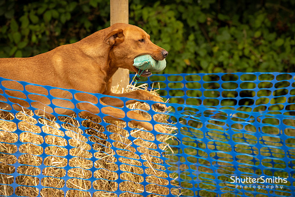 Hampshire Country Sports Day-8241