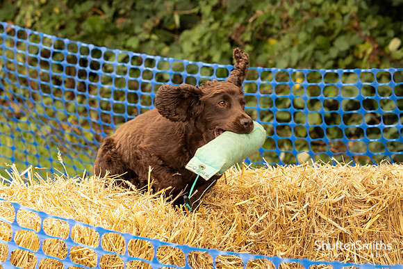 Hampshire Country Sports Day-8262