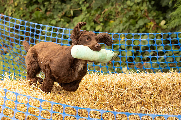Hampshire Country Sports Day-8269