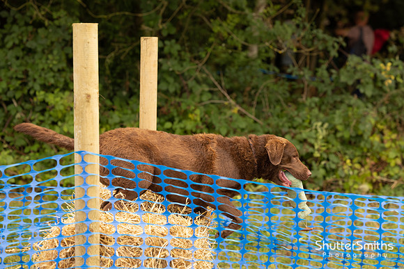 Hampshire Country Sports Day-8284