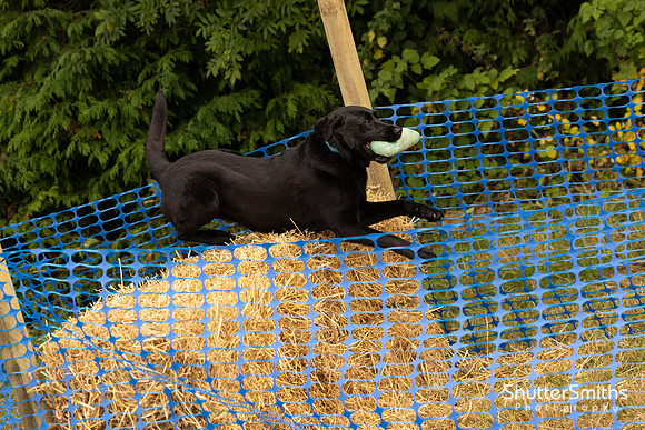 Hampshire Country Sports Day-8288