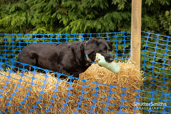 Hampshire Country Sports Day-8328