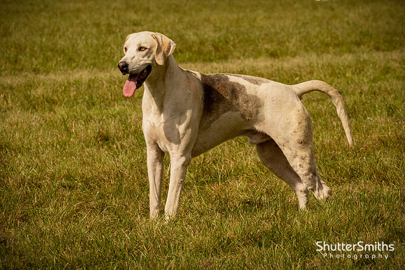 Hampshire Country Sports Day-8350