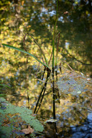 IMG_0861