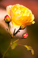 Beautiful Rose