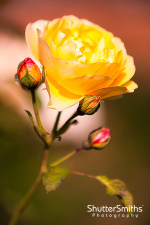 Beautiful Rose
