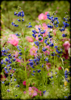 Spring Colour