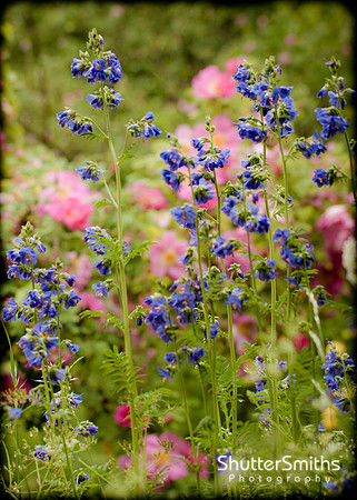 Spring Colour