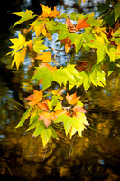 Autumn Delight