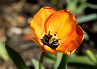 Hilliers Arboretum